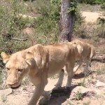 1 leeuw, 2 leeuwen, 3 leeuwen,…