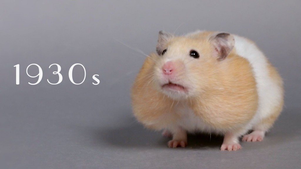 100 jaar hamsters in 1 minuut