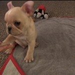 12 weken oud maar al goed getraind