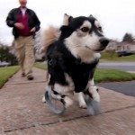 3D-geprinte voorpoten voor hond