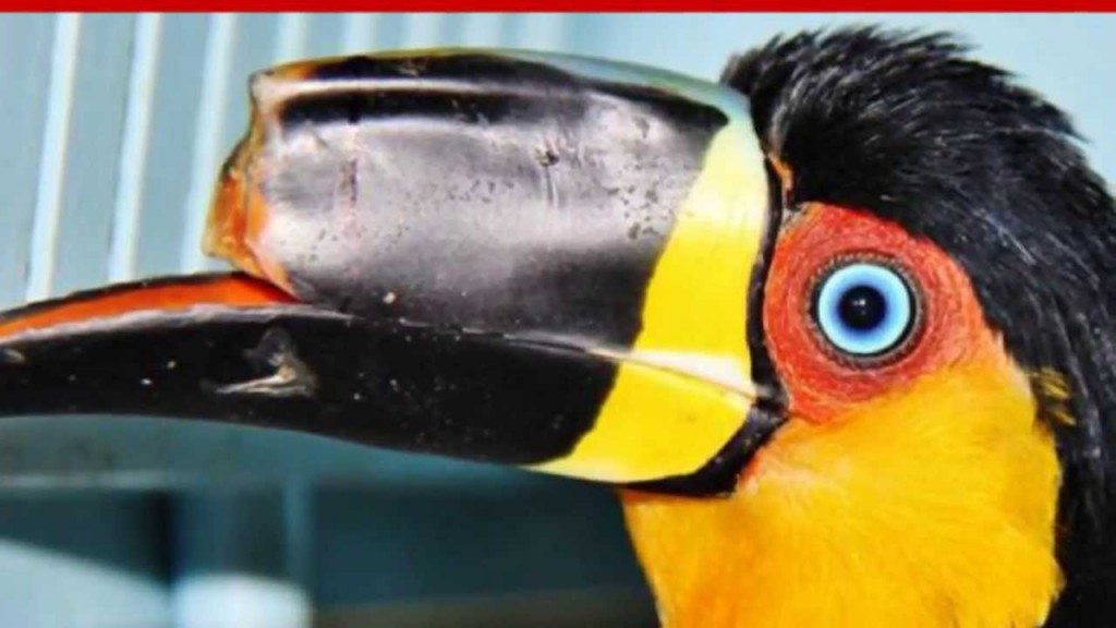 3D-printer helpt toekan