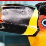 3D-printer helpt toekan