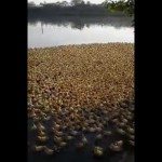 5000 eendjes op weg naar een vijver