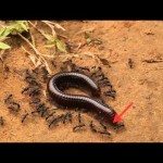 Aanval mieren op miljoenpoot