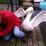 Aanval van een zwaan