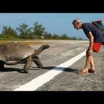 Achtervolgd door een schildpad