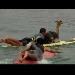 Alpaca gaat surfen