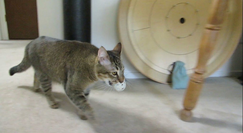 Balletjes zoeken om te eten