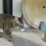 Balletjes zoeken om te eten