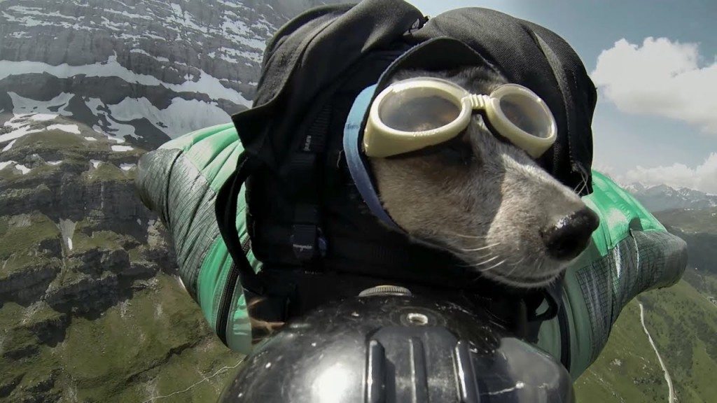 Basejumpende hond