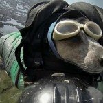 Basejumpende hond