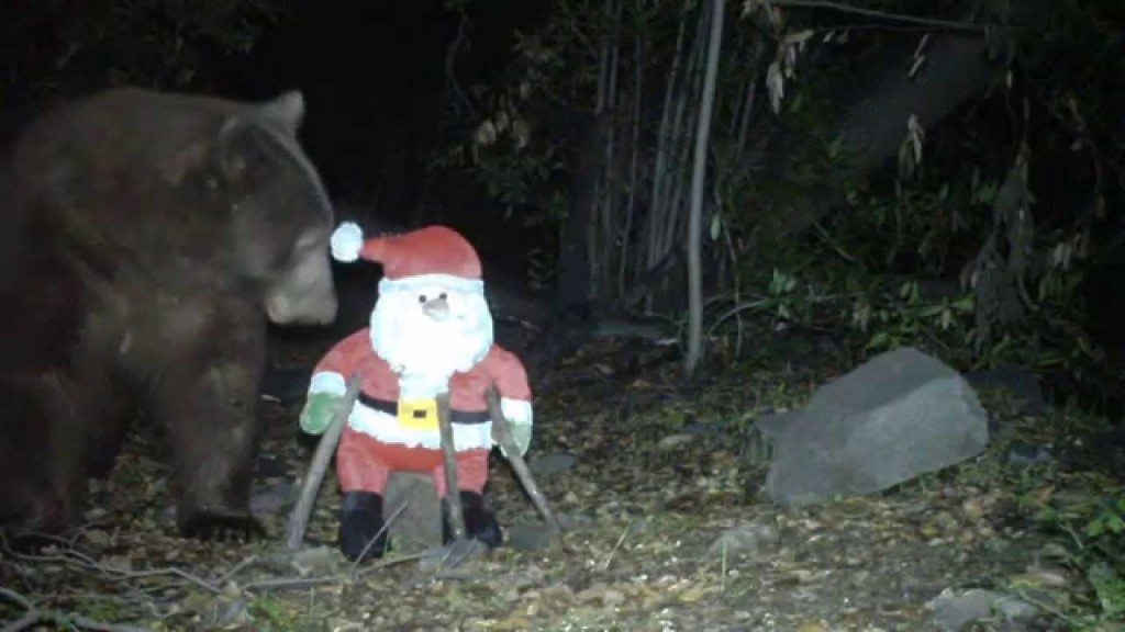 Beer heeft hekel aan kerstmis