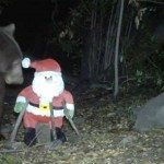 Beer heeft hekel aan kerstmis