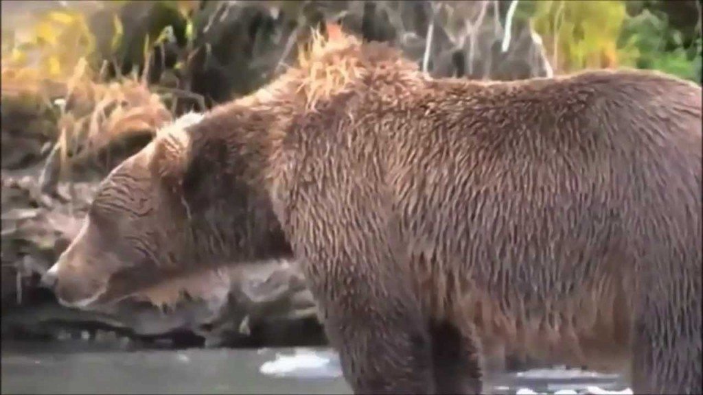 Beer krijgt hartaanval