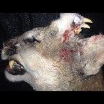 Bergleeuw met twee paar tanden