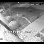 Bewerkte cctv video om inbrekers te vatten