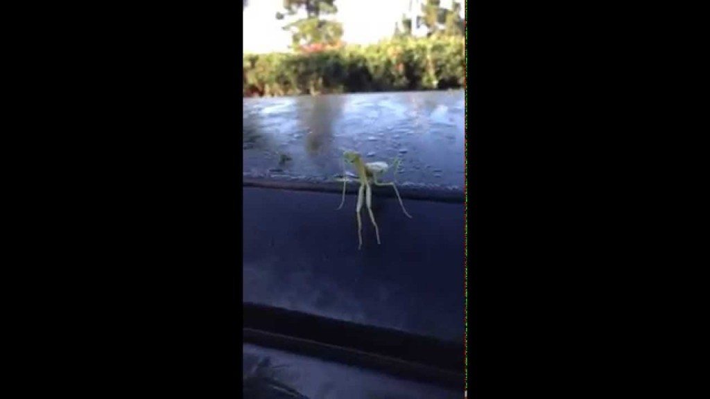 Bidsprinkhaan valt studenten aan