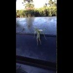 Bidsprinkhaan valt studenten aan