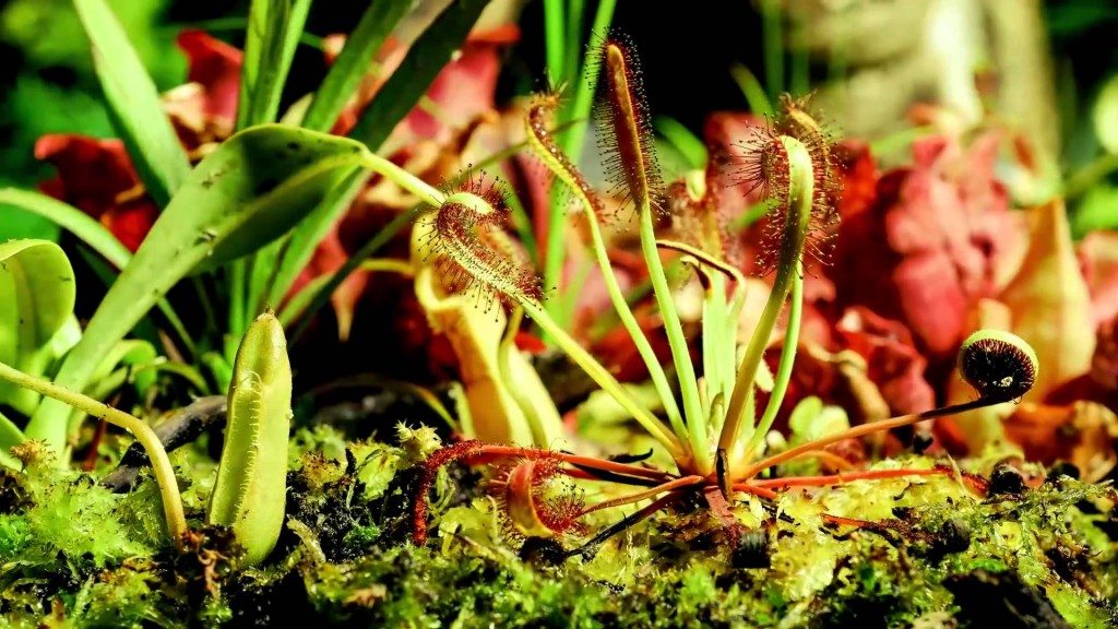 Biolapse vleesetende planten