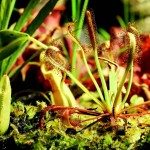 Biolapse vleesetende planten