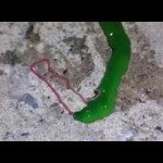 Bizarre worm met roze tong