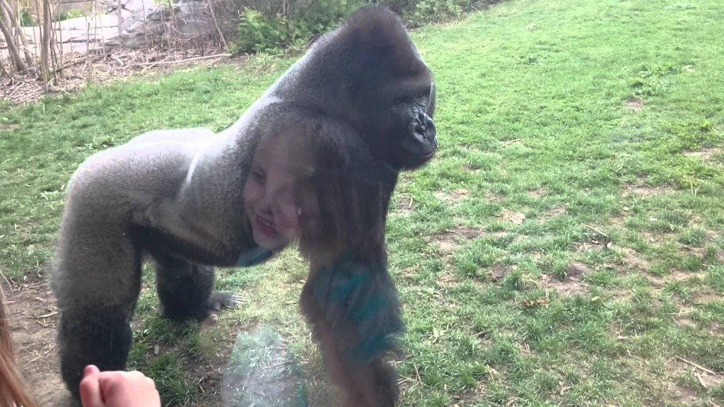 Boze gorilla verrast bezoekers