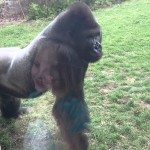 Boze gorilla verrast bezoekers