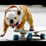 Bulldog is een recordhouder