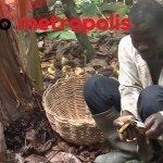 Cacaoboer proeft voor de eerste maal chocolade