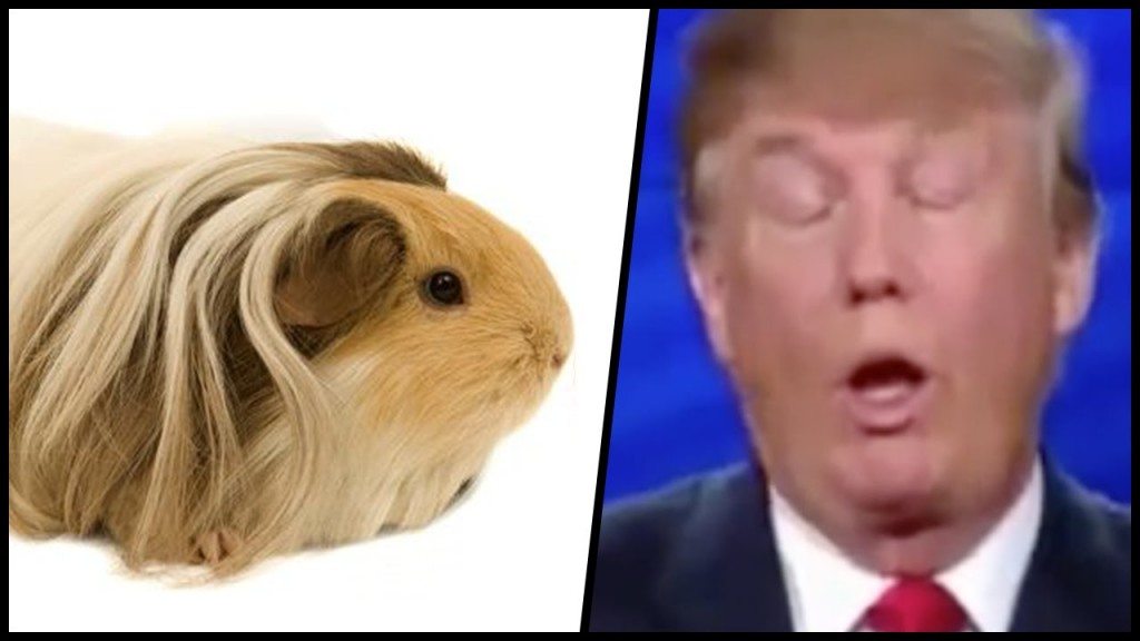 Cavia’s lachen met Donald Trump