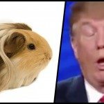 Cavia’s lachen met Donald Trump