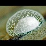 Cocon van de spongillavlieg