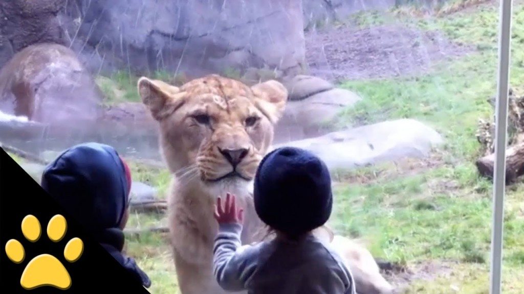 Compilatie: kinderen in de zoo