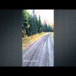 Confrontatie met twee poema’s