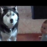 Conversatie tussen husky en baby