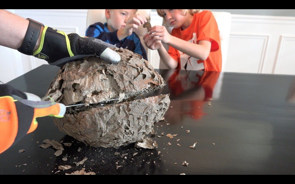 De binnenkant van een wespennest