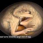 De geheimen van een ei