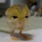 De kleine pygmy jerboa