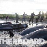 De traditie van de walvisjacht op de Faroer Eilanden