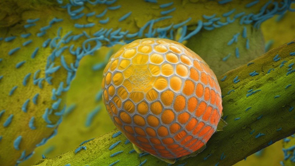 De wonderen der natuur