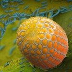 De wonderen der natuur