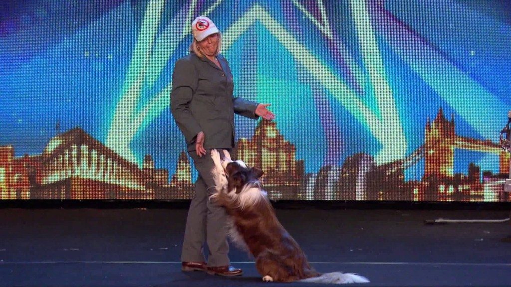 Deze hond heeft talent