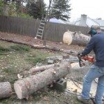 Dode boomstam komt weer tot leven