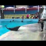 Dolfijn als speelkameraadje