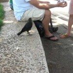 Dorstige kraai zoekt water