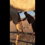 Drinken van kamelenpis