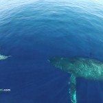 Drone filmt dolfijnen en walvissen