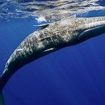 Duiker speelt met potvis