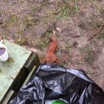 Eekhoorn valt soldaten aan