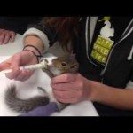 Eekhoorntje krijgt gipsverband